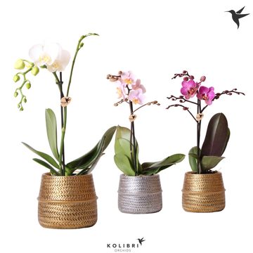 Phalaenopsis MIX