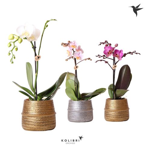 Phalaenopsis MIX