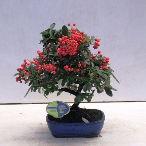 Pyracantha coccinea