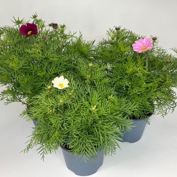 Cosmos bipinnatus MIX