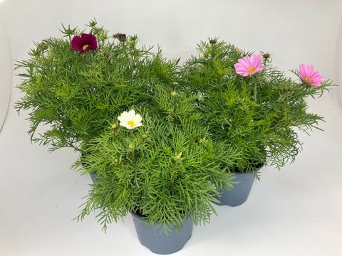 Cosmos bipinnatus MIX