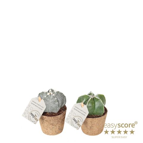 Astrophytum myriostigma