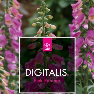 Digitalis 'Panther'