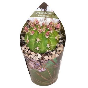 Gymnocalycium chacoense