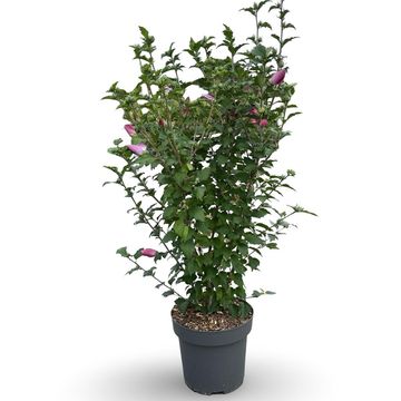 Hibiscus syriacus 'Woodbridge'