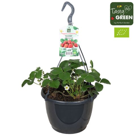 Fragaria x ananassa MIX