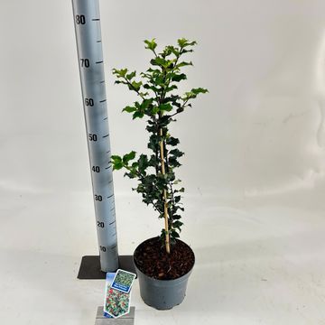 Ilex x meserveae 'Blue Princess'