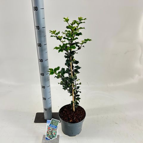 Ilex x meserveae 'Blue Princess'