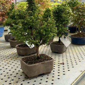 Cryptomeria japonica