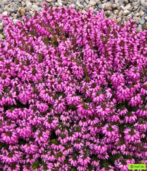 Erica carnea 'Rosalie'