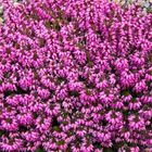 Erica carnea 'Rosalie'