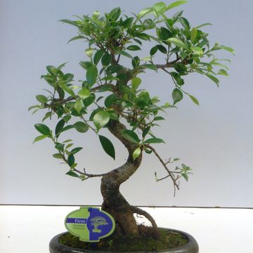 Ficus retusa