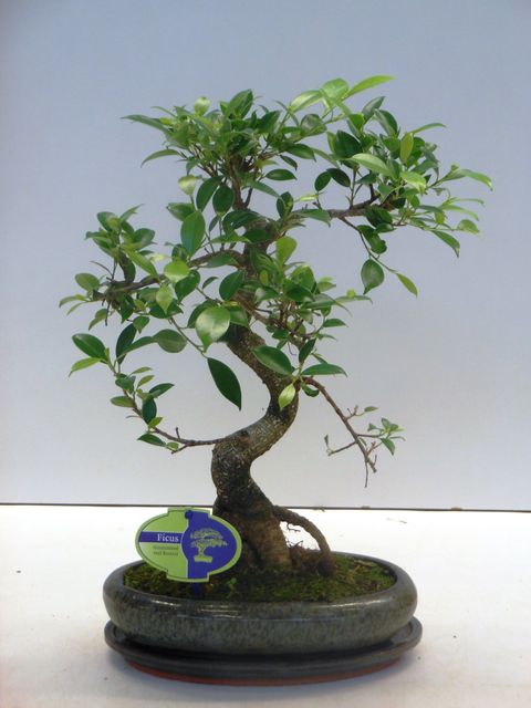 Ficus retusa