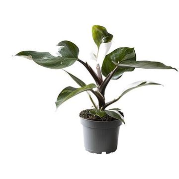 Philodendron 'White Knight'