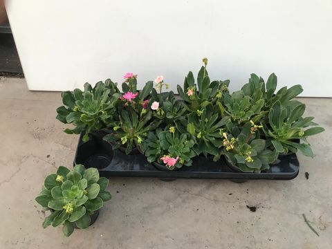 Lewisia cotyledon MIX