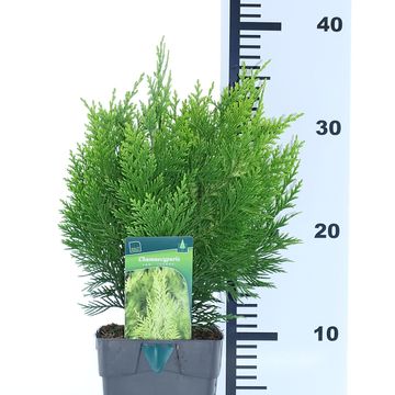 Chamaecyparis lawsoniana 'Ivonne'