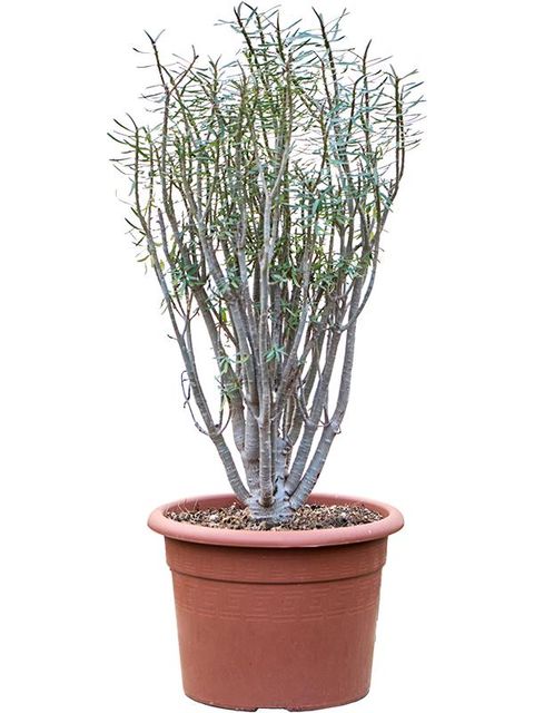 Euphorbia balsamifera