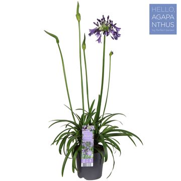 Agapanthus EVERPANTHUS POPPIN' PURPLE