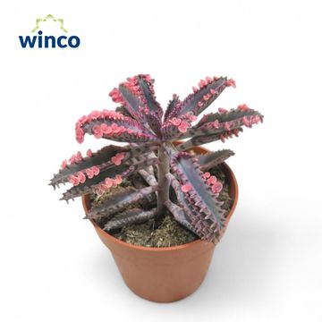 Kalanchoe daigremontiana 'Pink Butterflies'