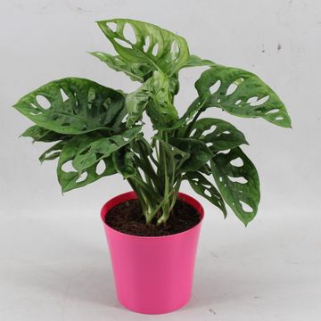 Монстера. obliqua 'Monkey Leaf'