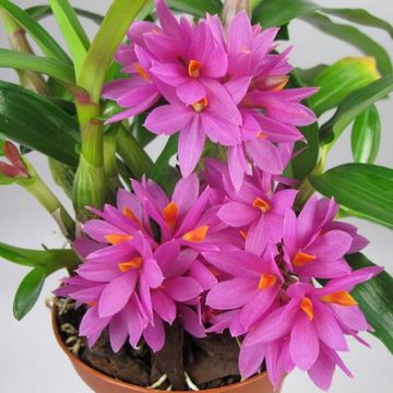 Dendrobium Hibiki