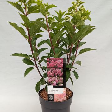 Hydrangea paniculata SUNDAE FRAISE