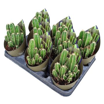 Cereus repandus 'Florida'