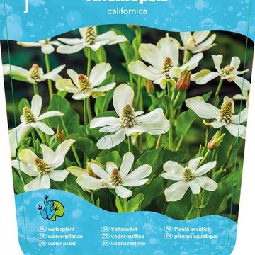 Anemopsis californica