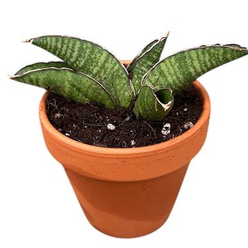 Sansevieria 'Marsha Anjani'