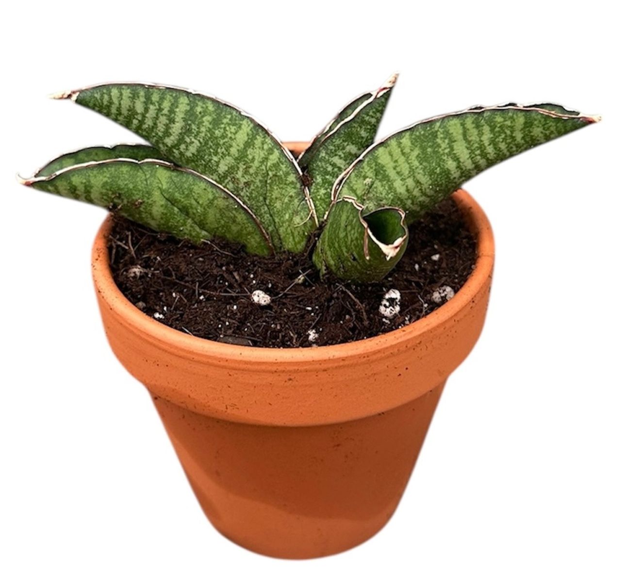 edeka weihnachtsstern Euphorbia pulcherrima christmas feelings (rot) (Weihnachtsstern) kaufen? |  Stella