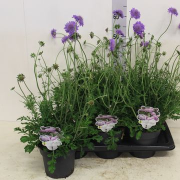 Scabiosa columbaria 'Butterfly Blue'