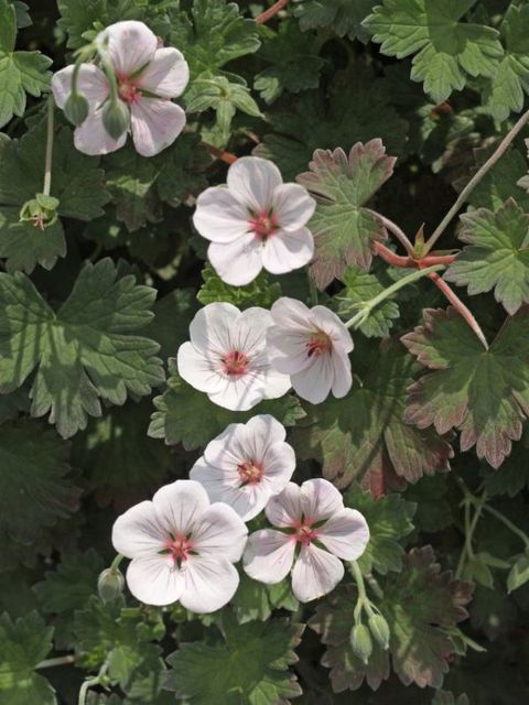 Geranium 'Coombland White'