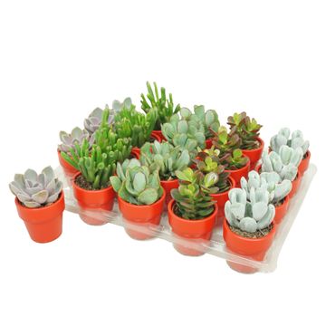 Succulente MIX