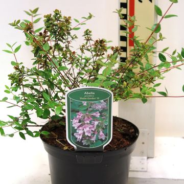 Abelia x grandiflora ПЕТИТ ГАРДЕН