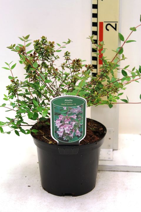 Abelia x grandiflora ПЕТИТ ГАРДЕН