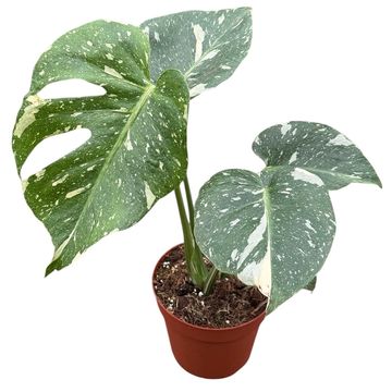Monstera 'Thai Constellation'