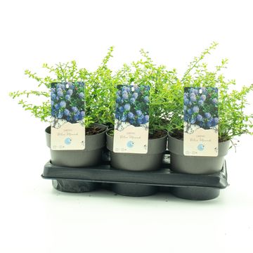 Ceanothus 'Blue Sensation'