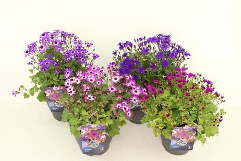 Pericallis SENETTI MIX