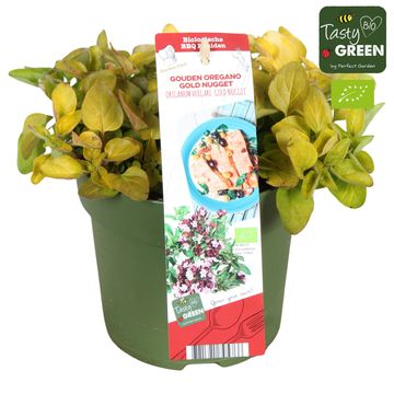 Origanum vulgare 'Gold Nugget'