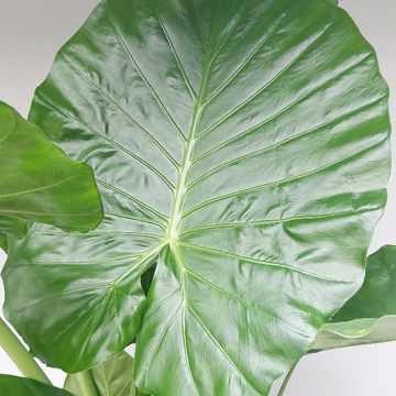 Alocasia 'Borneo King'