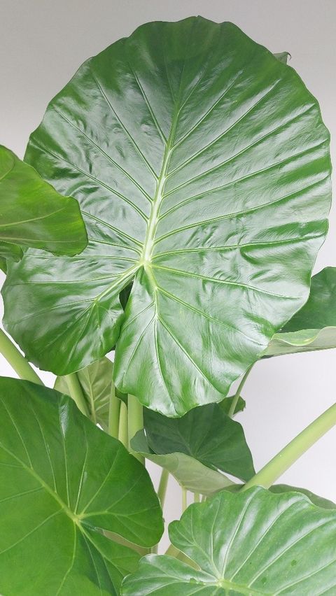 Alocasia 'Borneo King'