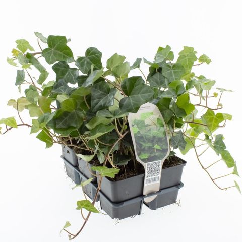 Hedera hibernica