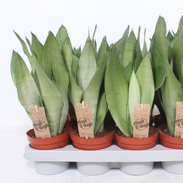 Sansevieria trifasciata 'Moonshine'