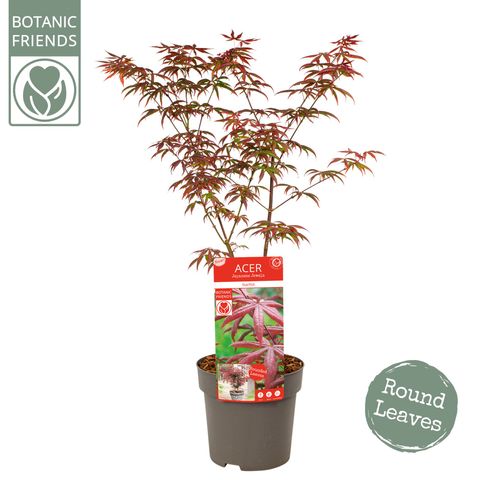 Acer palmatum 'Старфиш'