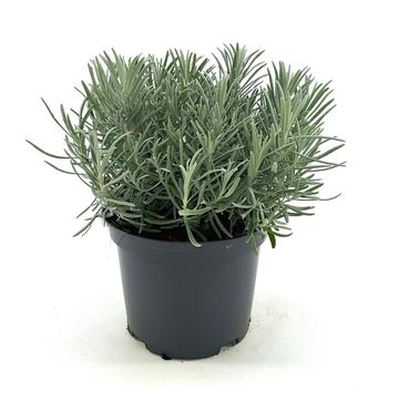 Lavandula x intermedia PHENOMENAL