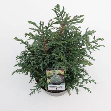 Chamaecyparis pisifera 'Baby Blue'