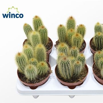 Vatricania guentheri