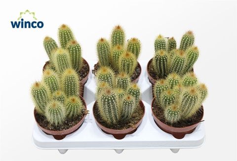 Vatricania guentheri