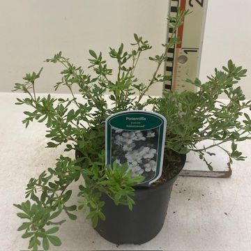 Potentilla fruticosa 'Абботсвуд'