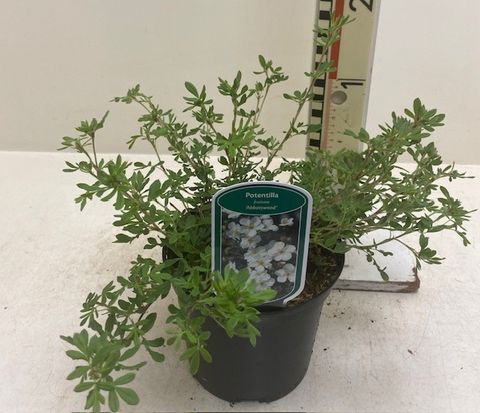 Potentilla fruticosa 'Абботсвуд'